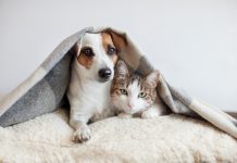 Cum să oferi cea mai bună îngrijire primului tău animal de companie?