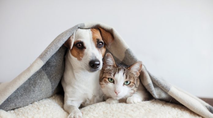 Cum să oferi cea mai bună îngrijire primului tău animal de companie?